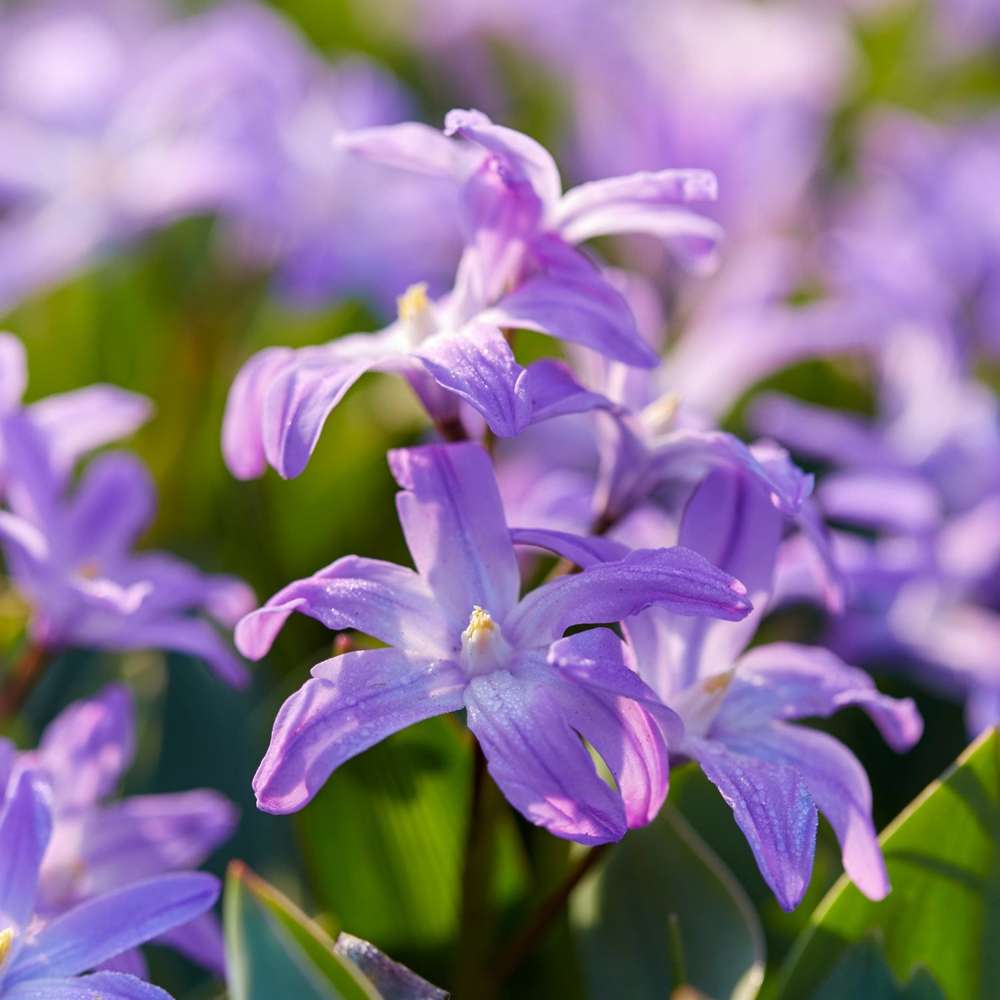 Snöstjärna Chionodoxa forbesii 'Violet Beauty'